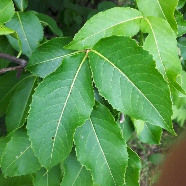Viburnum lentago Leaf