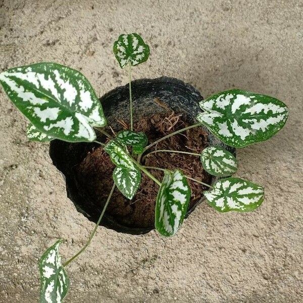 Caladium humboldtii 葉