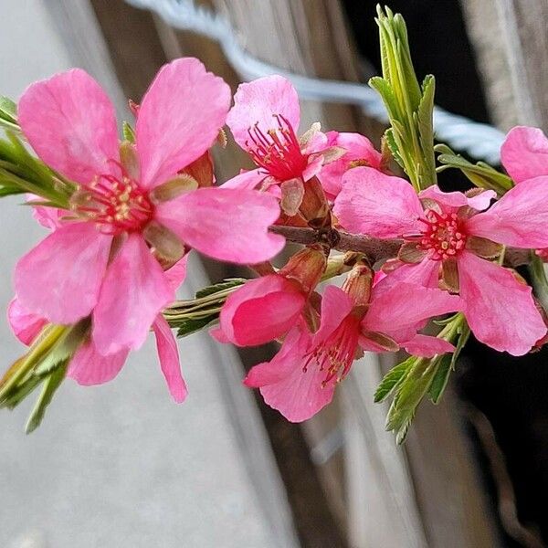 Prunus tenella Квітка