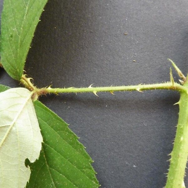 Rubus pallidus (Pallid bramble)