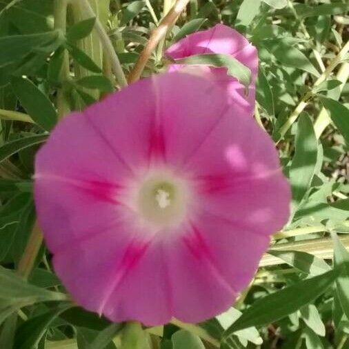 Ipomoea purpurea Cvet