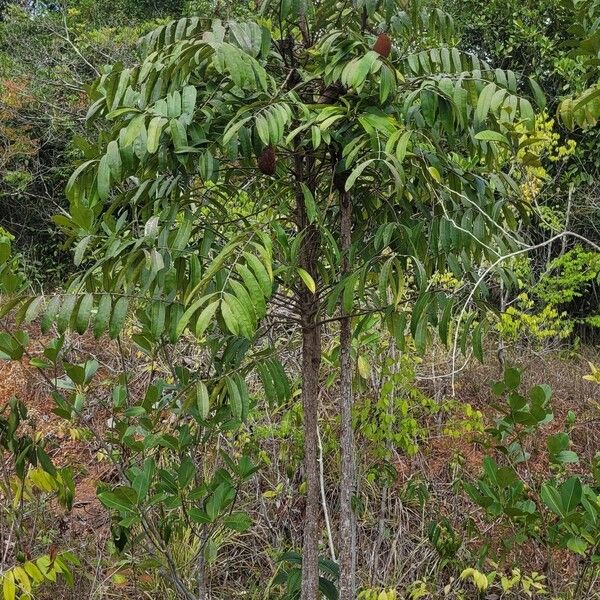 Homalolepis cedron Habit