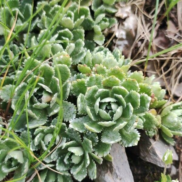 Saxifraga paniculata Deilen