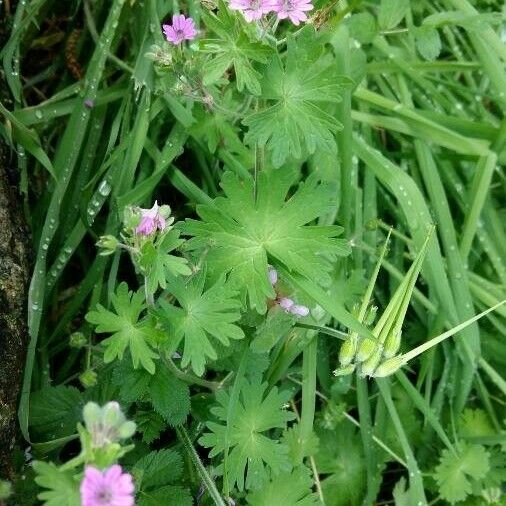 Geranium pusillum Froito