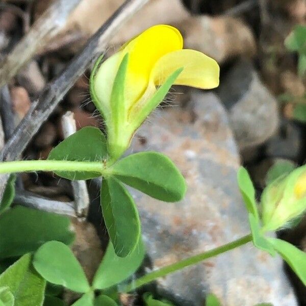 Lotus edulis Blomst