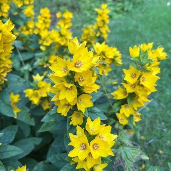 Lysimachia ciliata Flower