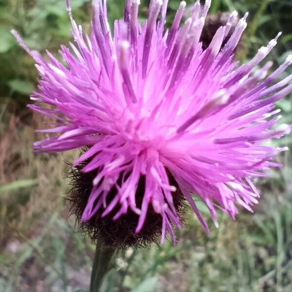 Centaurea nigra Blüte