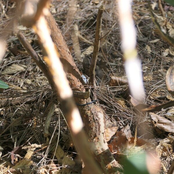 Rhododendron neriiflorum Bark