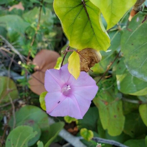 Ipomoea lacunosa ᱵᱟᱦᱟ