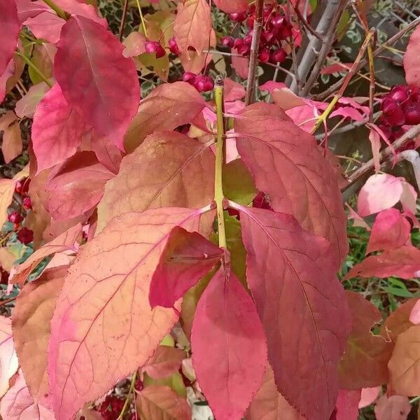 Euonymus latifolius Leaf