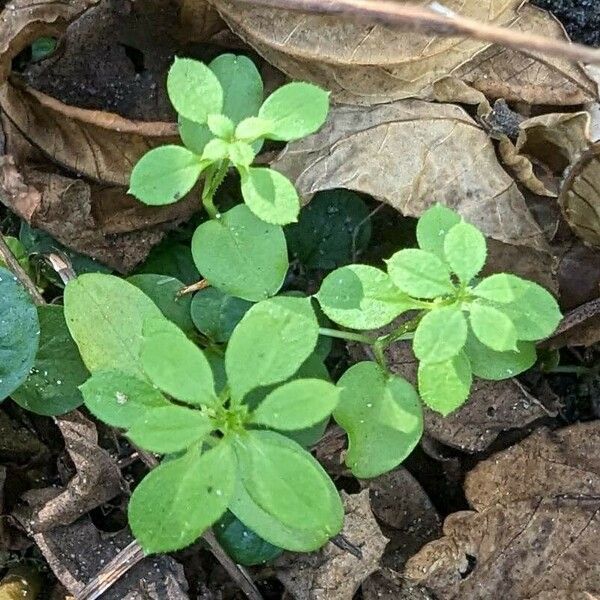 Galium triflorum Blad