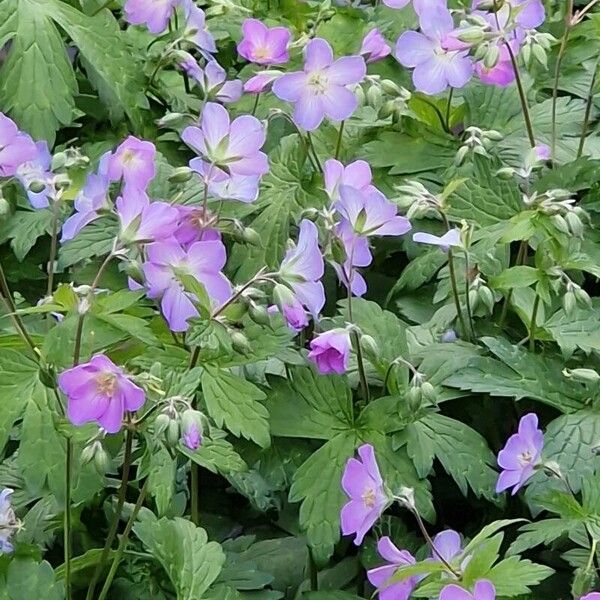 Geranium maculatum Fiore