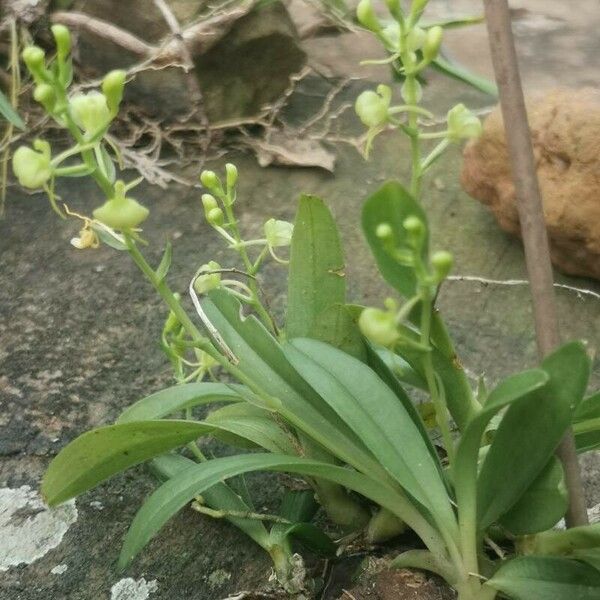 Liparis epiphytica Hábitos