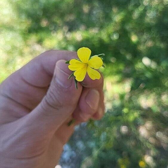 Linum maritimum Flower