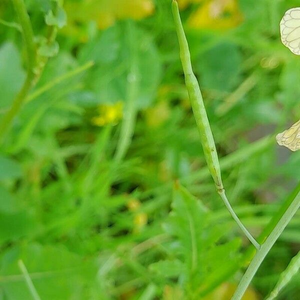 Brassica tournefortii Frukt