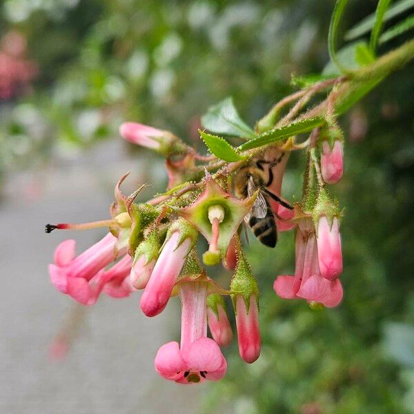 Escallonia rubra Flower