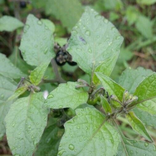 Solanum scabrum পাতা