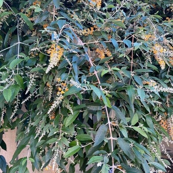 Buddleja madagascariensis برگ