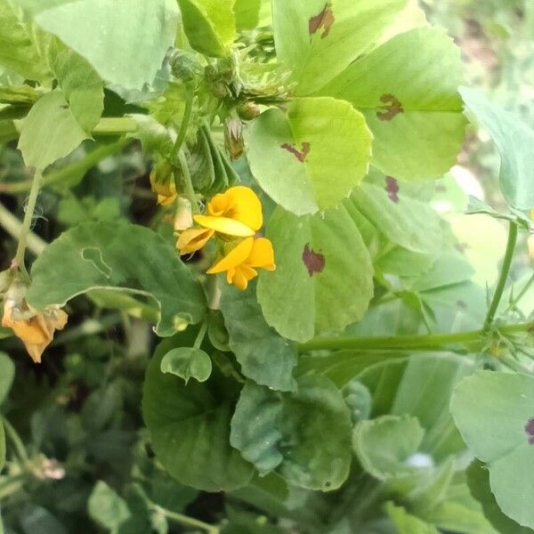 Medicago arabica Квітка