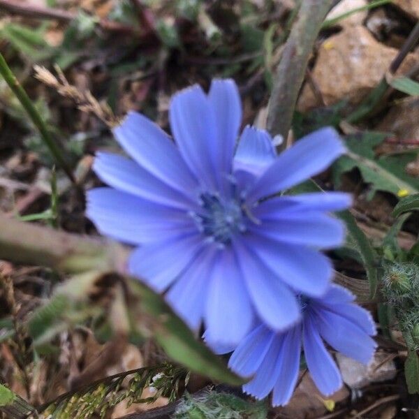 Cichorium intybus Flor