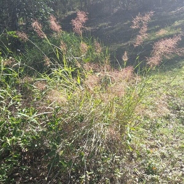 Capillipedium spicigerum Habit