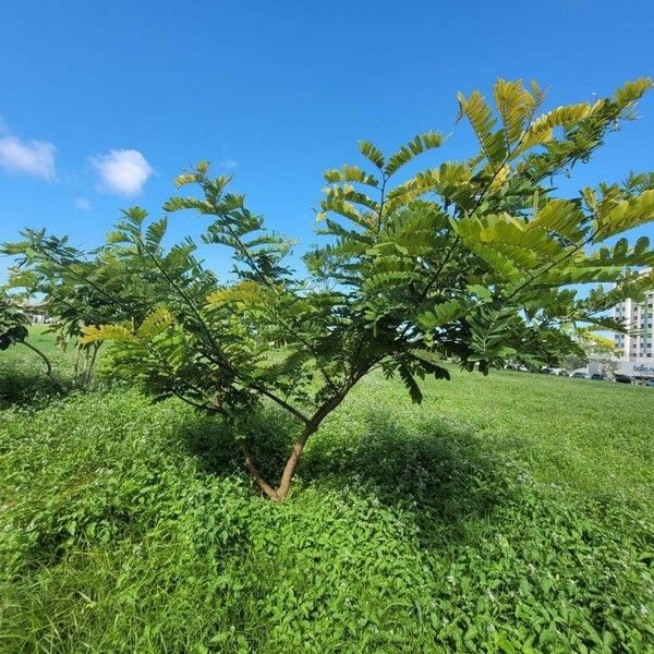 Cassia grandis Hábito