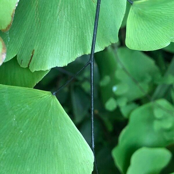 Adiantum peruvianum Leaf