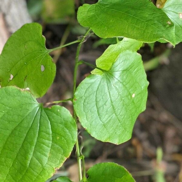 Smilax herbacea Folha