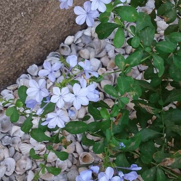 Plumbago auriculata Flower