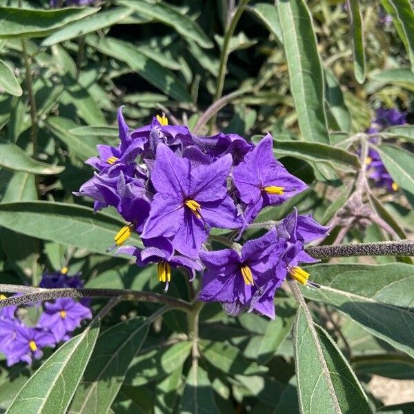 Solanum lanceolatum Kwiat