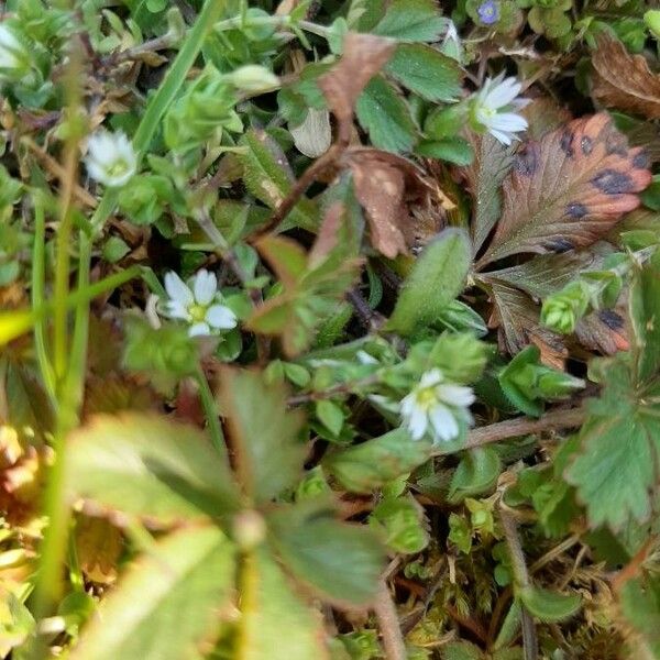 Cerastium brachypetalum Blomma