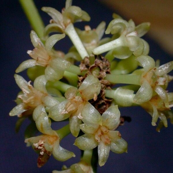 Smilax domingensis Vili