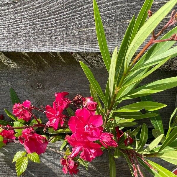 Nerium oleander Fiore