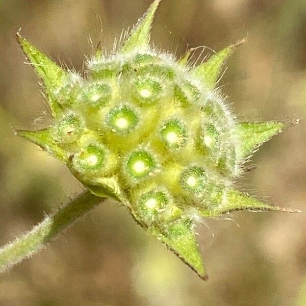 Knautia integrifolia Fruto