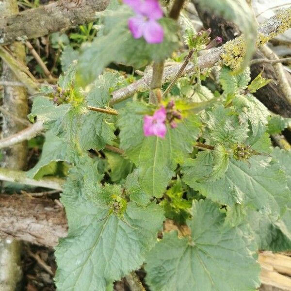 Lunaria annua Leaf