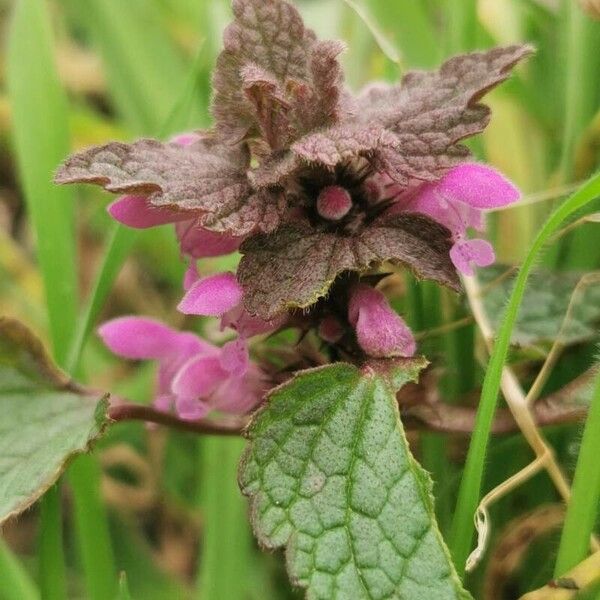 Lamium hybridum Çiçek