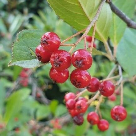 Aronia arbutifolia Fruit