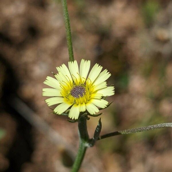 Tolpis umbellata Цветок