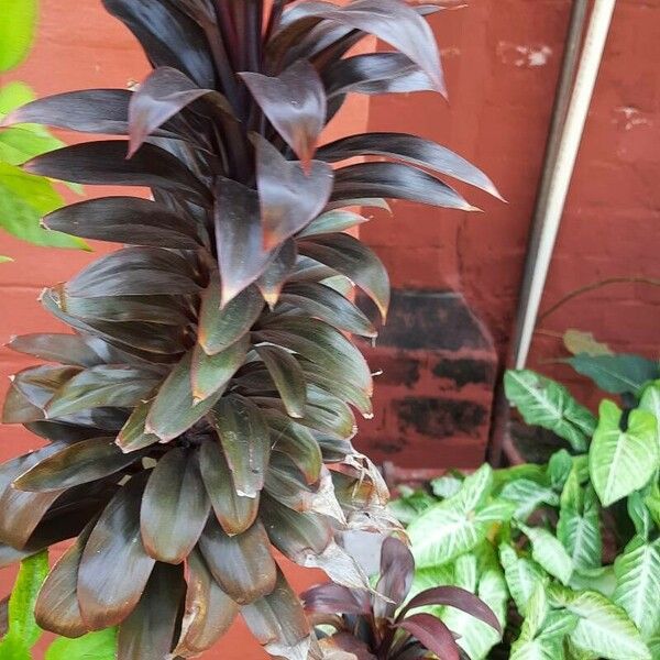 Cordyline fruticosa Blad