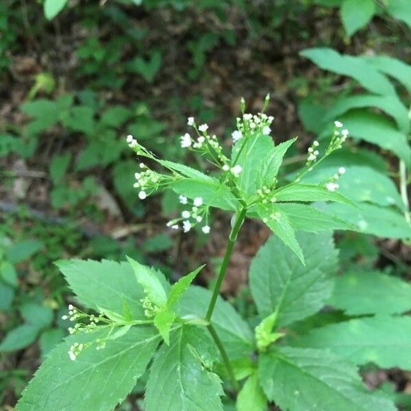 Cryptotaenia canadensis Flower