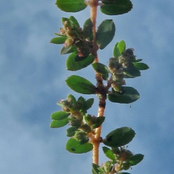 Euphorbia prostrata 花