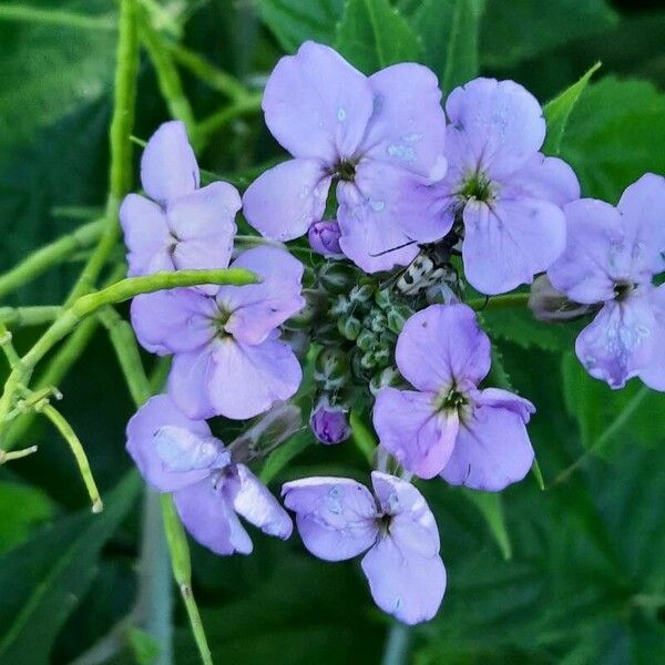 Hesperis matronalis Çiçek