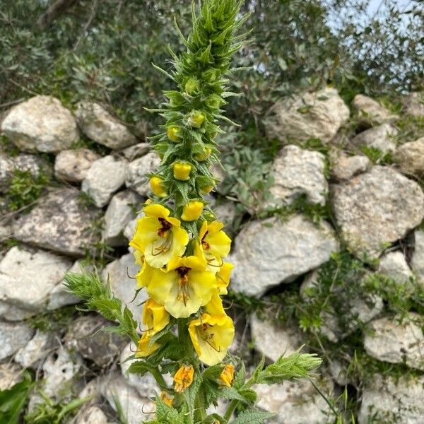 Verbascum creticum Flower