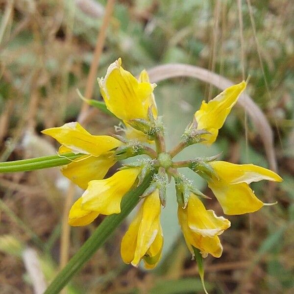 Coronilla securidaca Kukka