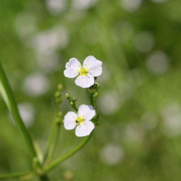 Alisma lanceolatum 花