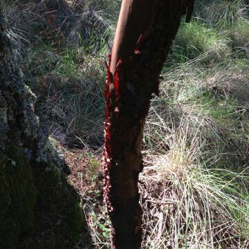 Arbutus menziesii Kabuk