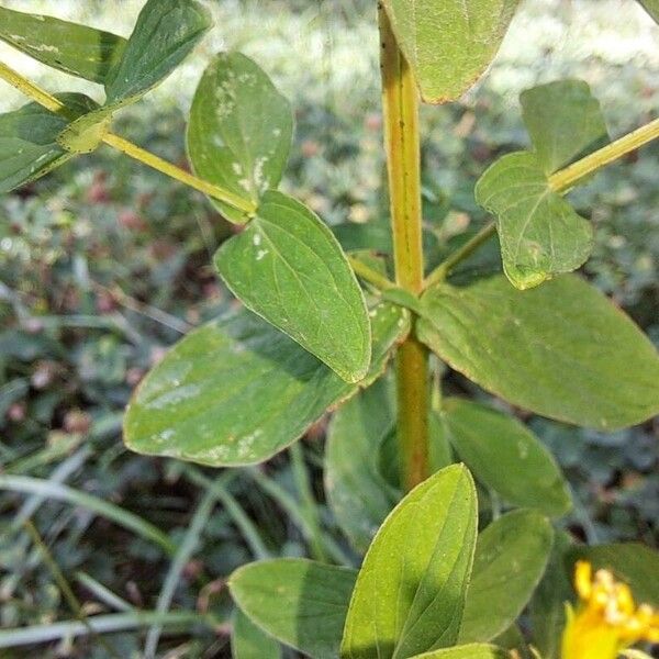 Hypericum tetrapterum ᱥᱟᱠᱟᱢ