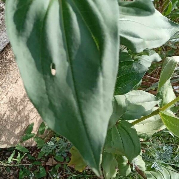 Zinnia elegans Leaf