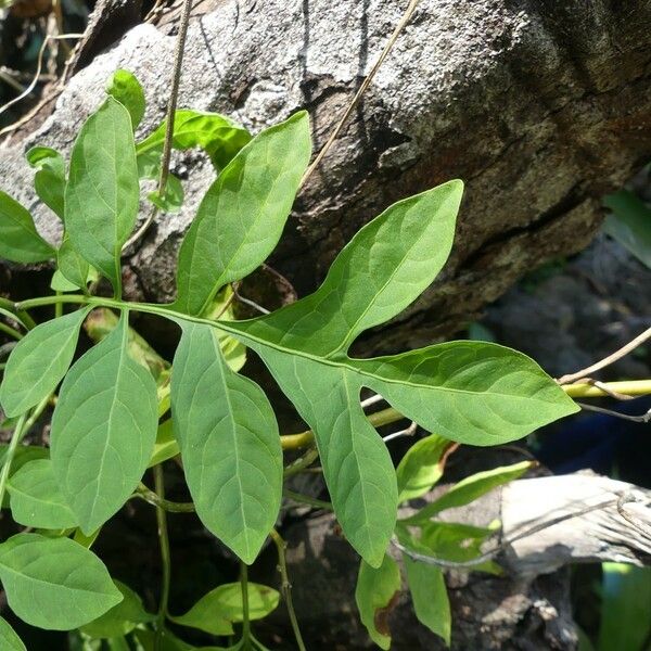 Solanum seaforthianum Лист