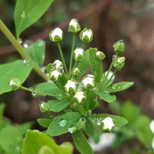 Spiraea hypericifolia Flower